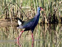 Koningriethaan 4  African Swamphen - Frieda Prinsloo 2013 : frieda